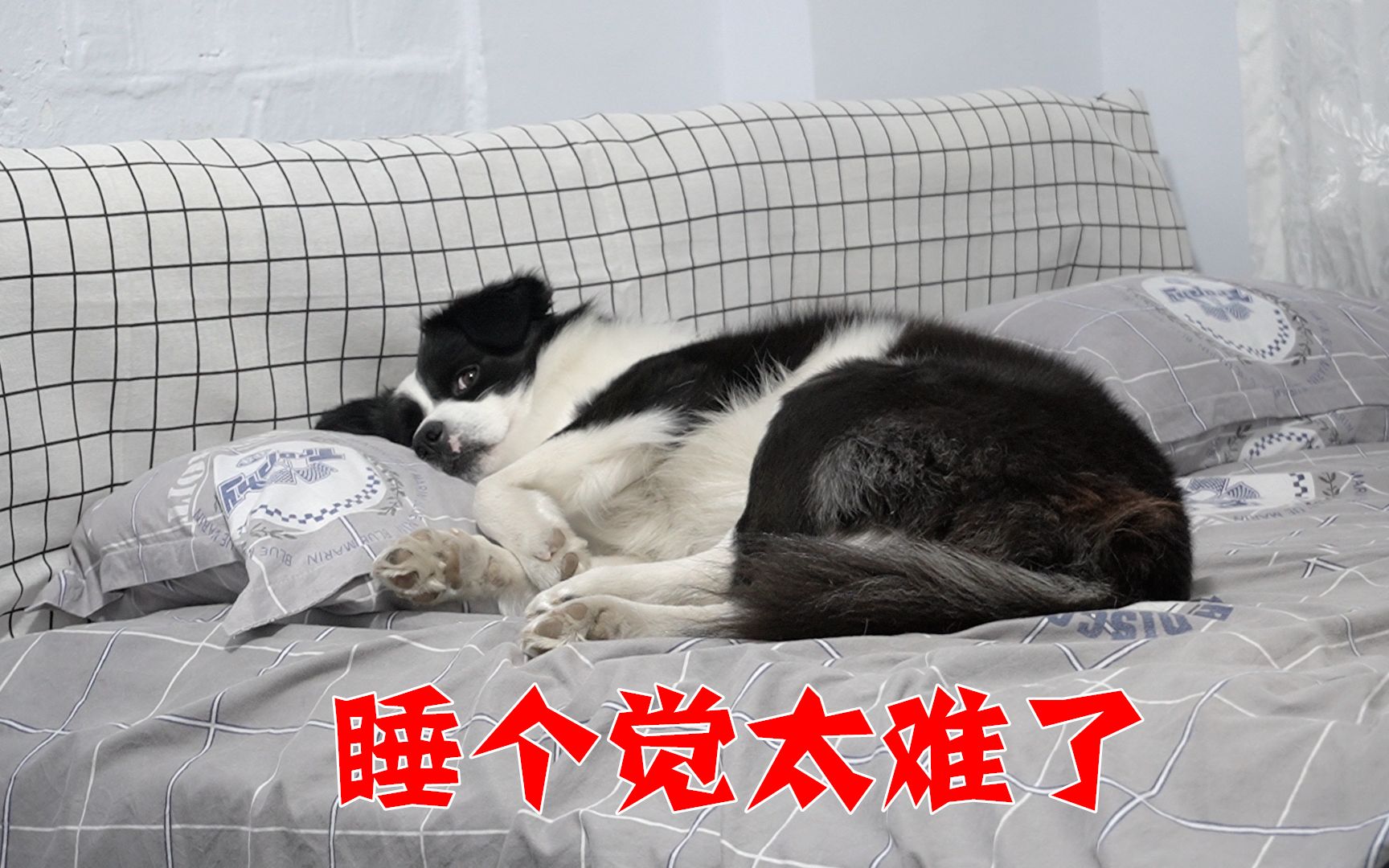 边牧:睡个觉怎么就这么难_哔哩哔哩_bilibili