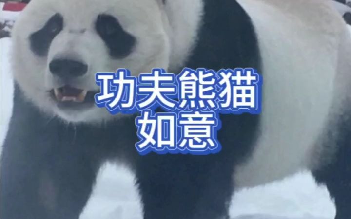 功夫熊猫——如意哔哩哔哩bilibili