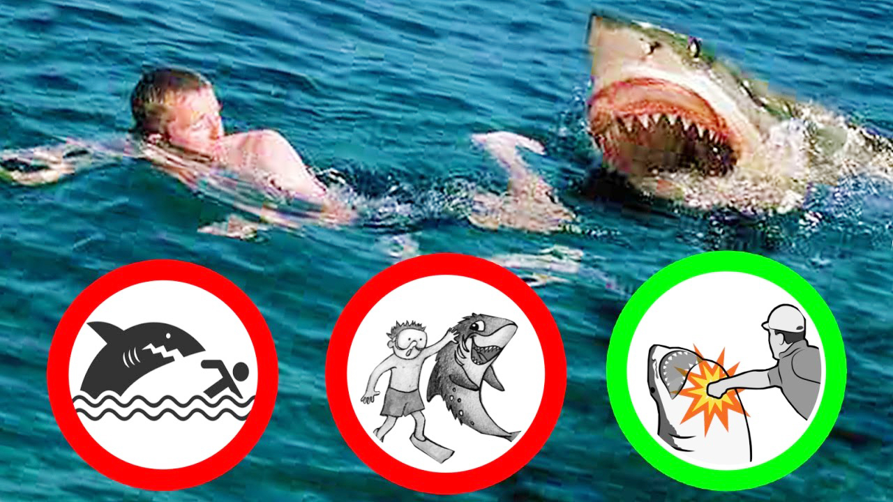 3个关键时刻能救命的知识,遇到鲨鱼,恶狗,熊怎么办?