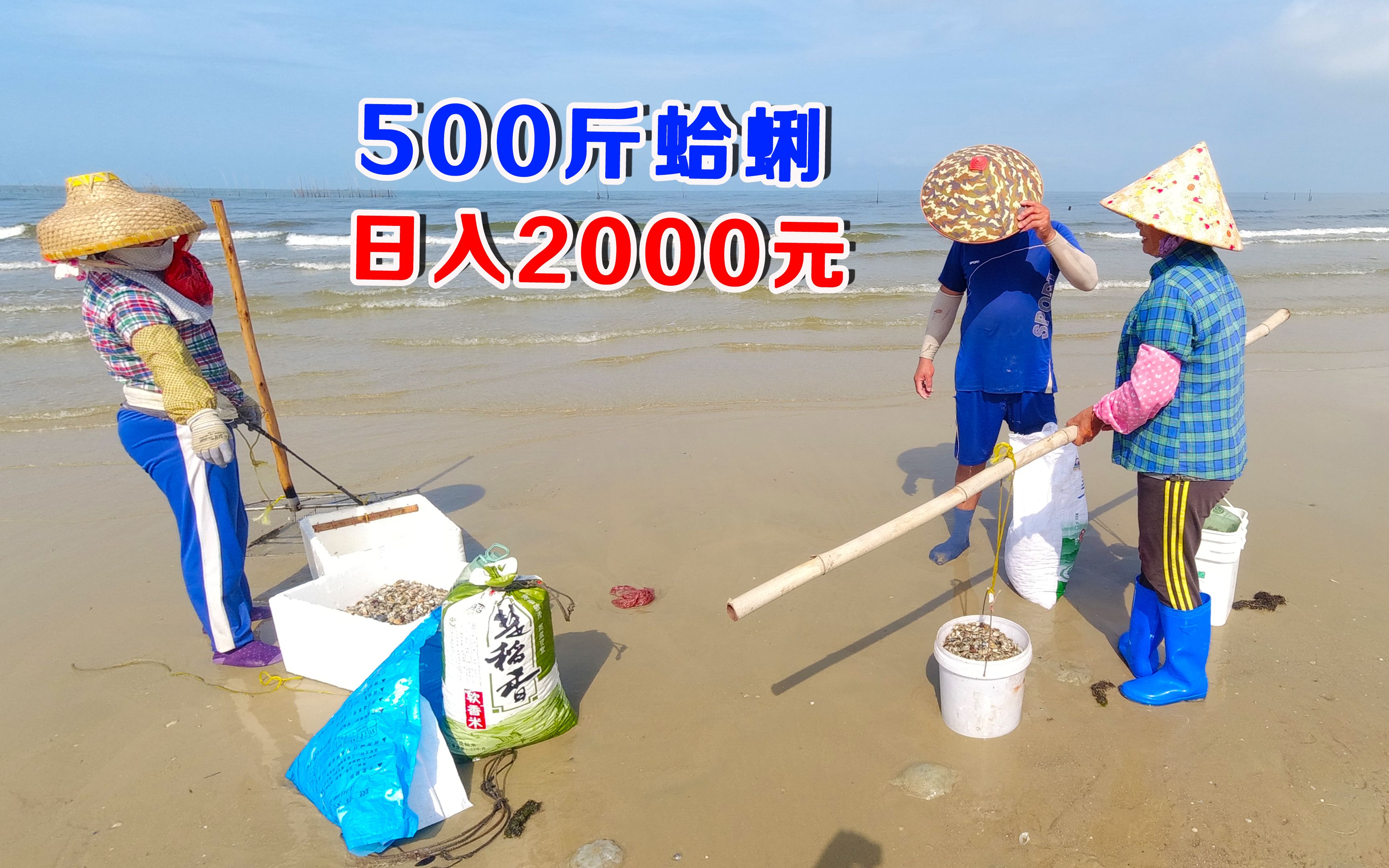 乡下赶海人一天挖蛤蜊500斤爆赚2000元是什么体验阿聪带你看看