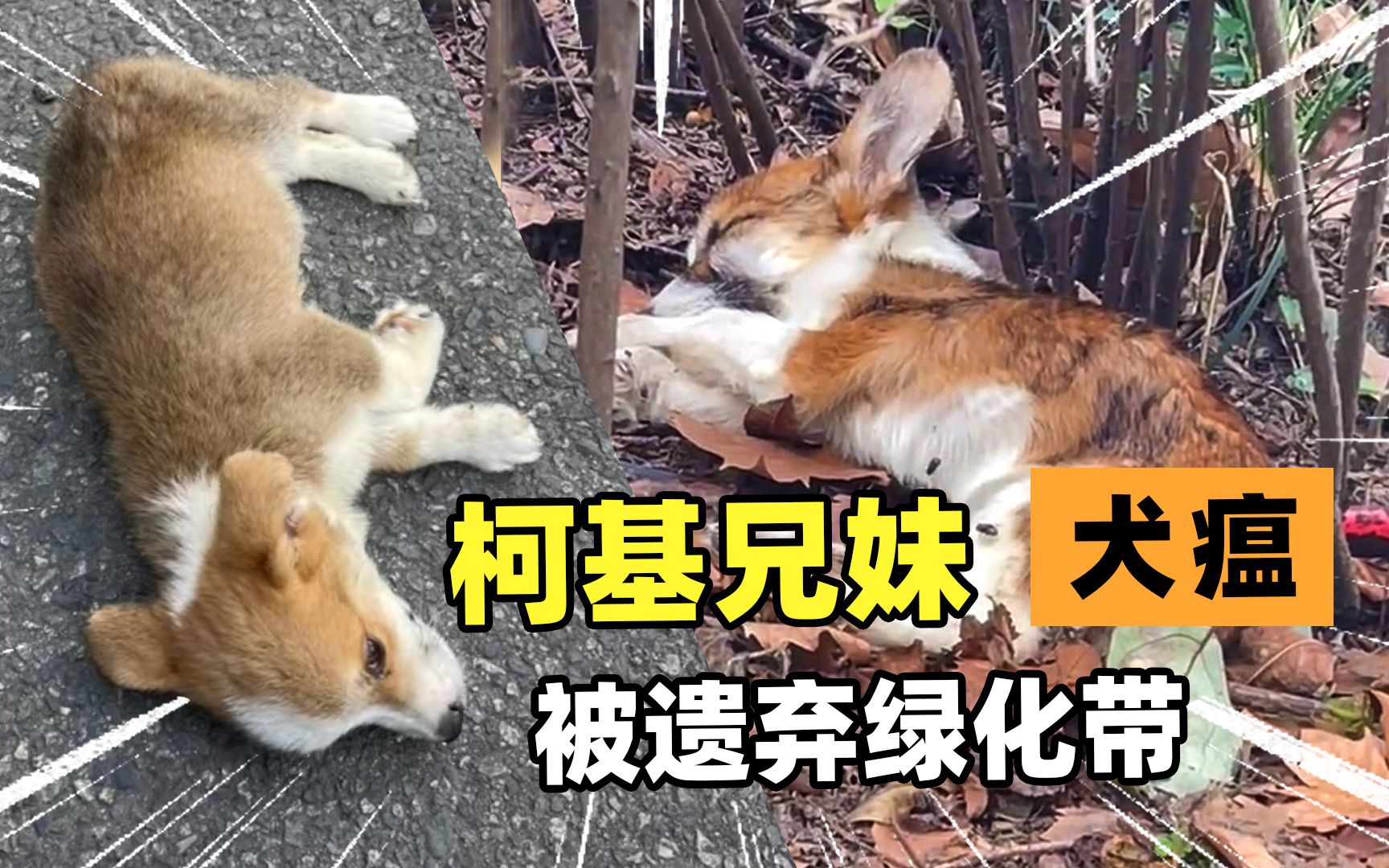 柯基兄妹,被遗弃绿化带?细说犬类传染病—犬瘟热!哔哩哔哩bilibili