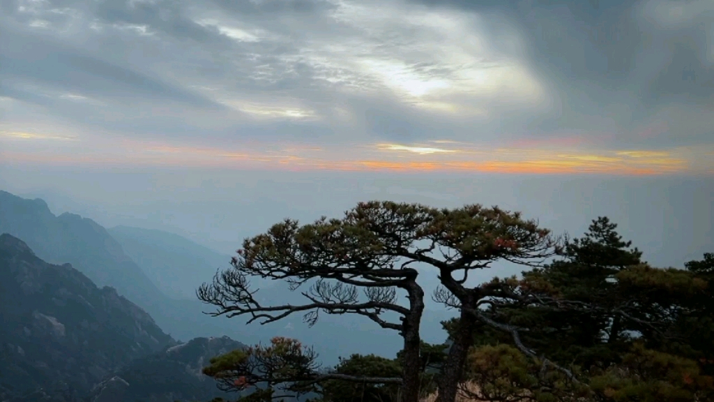 [图]并体松树美景