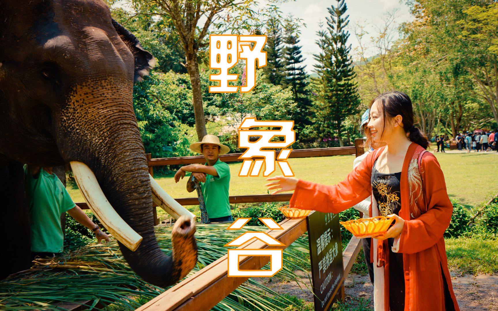 一部手机游云南：在西双版纳野象谷做一次大象铲屎官，给大象喂食、洗澡和刷背！