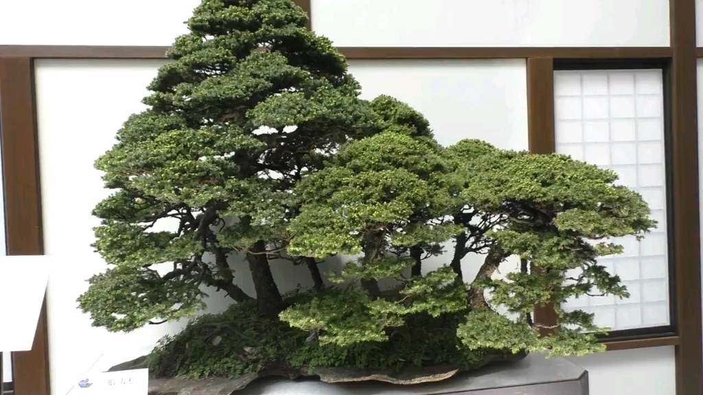 虾夷松丛林式盆景toprating2