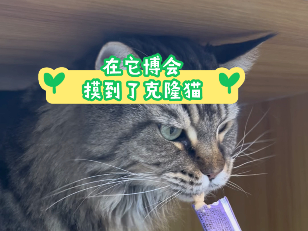 在它博会摸到了一只来自青岛的克隆缅因猫!之前听说克隆猫需要十几只猫,这次专门问了下,说是两只,关于这类了解不多,大家怎么看待克隆猫?哔哩...