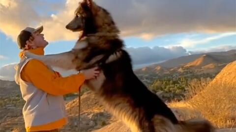 蓝湾牧羊犬 小姐姐的梦中情狗男友力爆棚的狗子 有了他不要再需要男朋友 哔哩哔哩 Bilibili