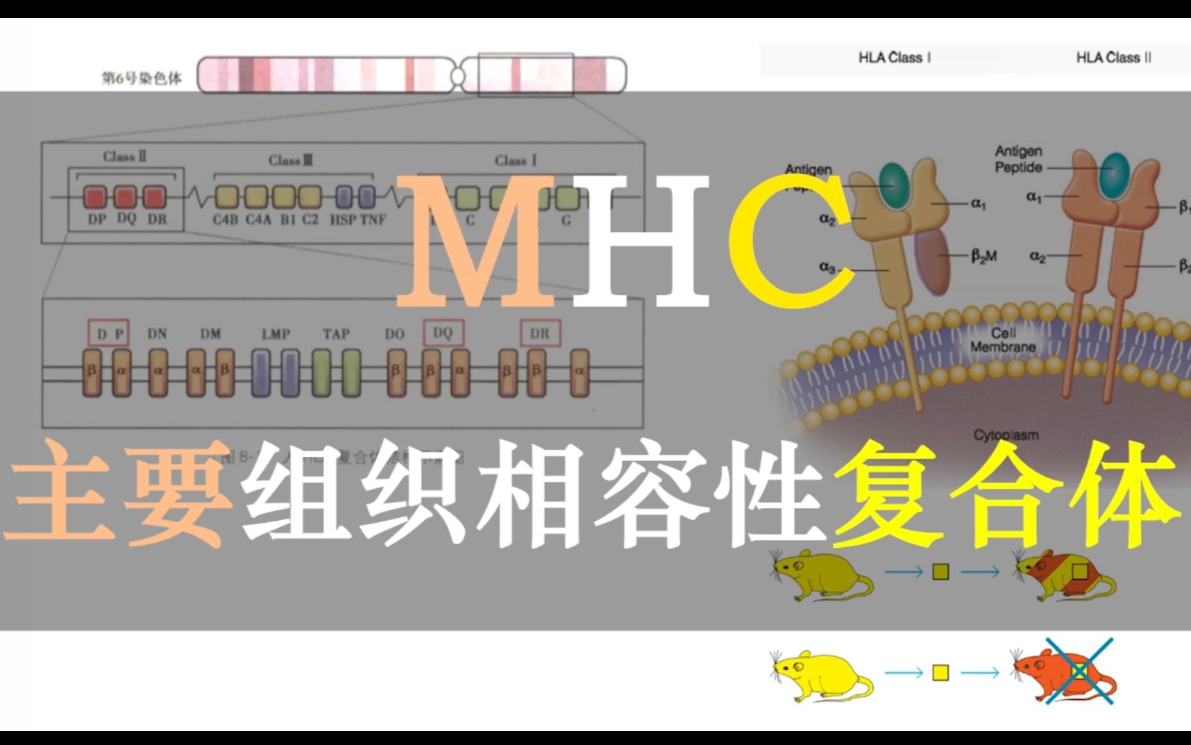 【免疫三分钟】MHC:为什么器官移植会有排斥反应?T细胞和MHC有什么关系?主要组织相容性复合体告诉你哔哩哔哩bilibili