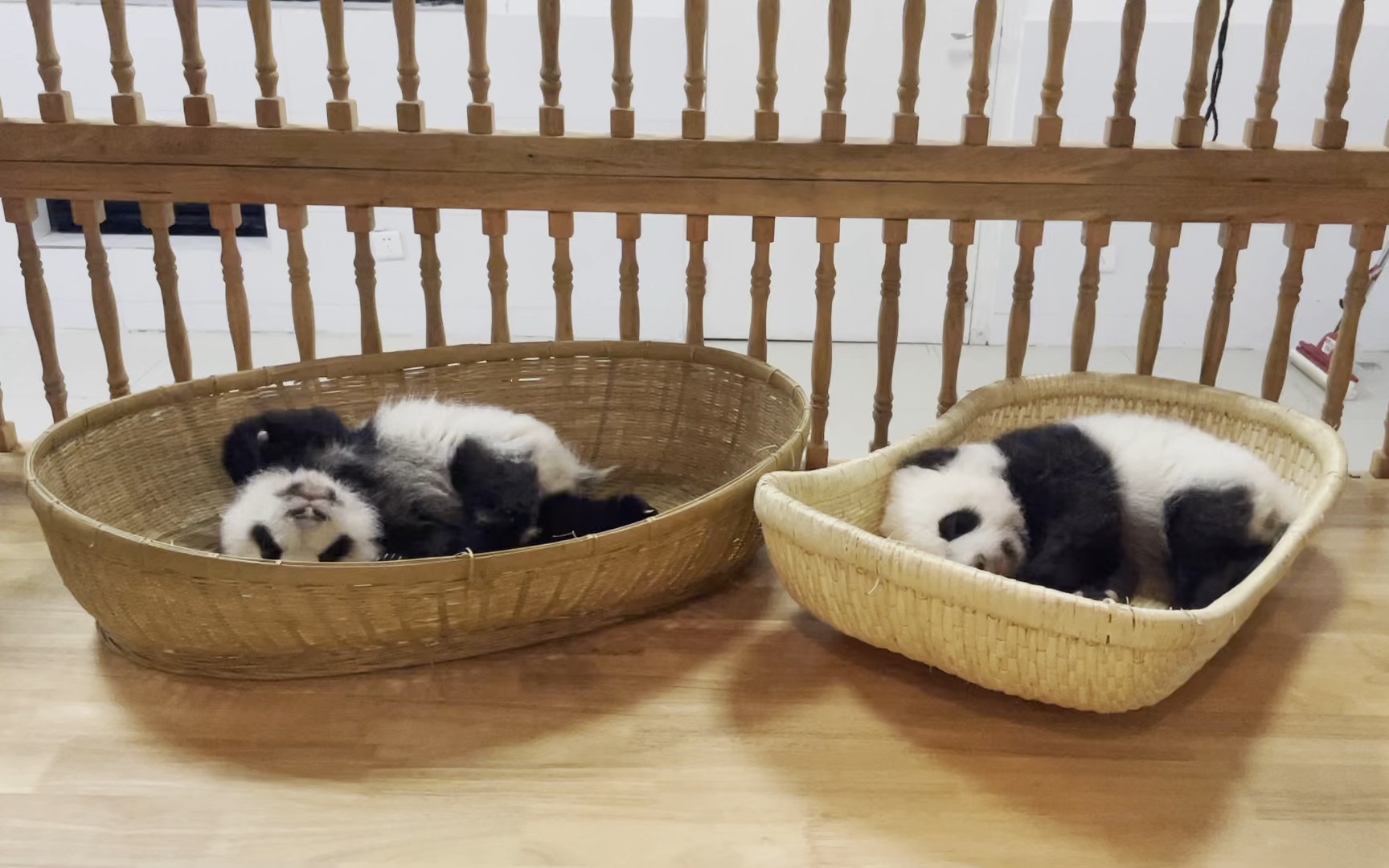 (大熊猫淼淼仔)小仔终于睡醒了,自己划下水,折腾折腾