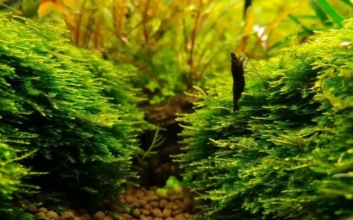 充满森林气息的草缸造景-超清720p(2386186)