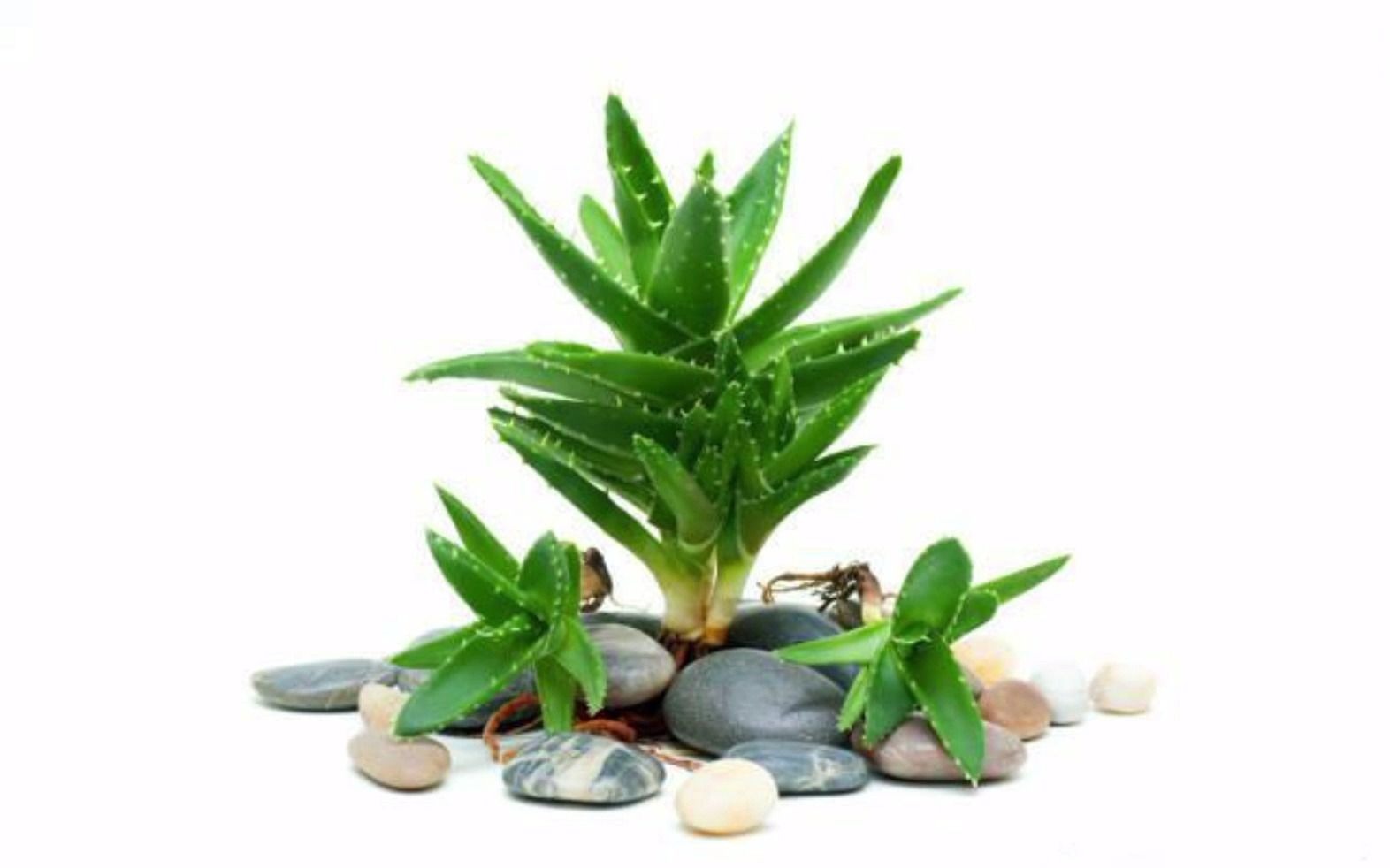 彩铅教程 | 画一丛生机勃勃的芦荟