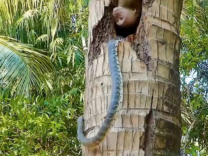 小猴子和蛇玩耍