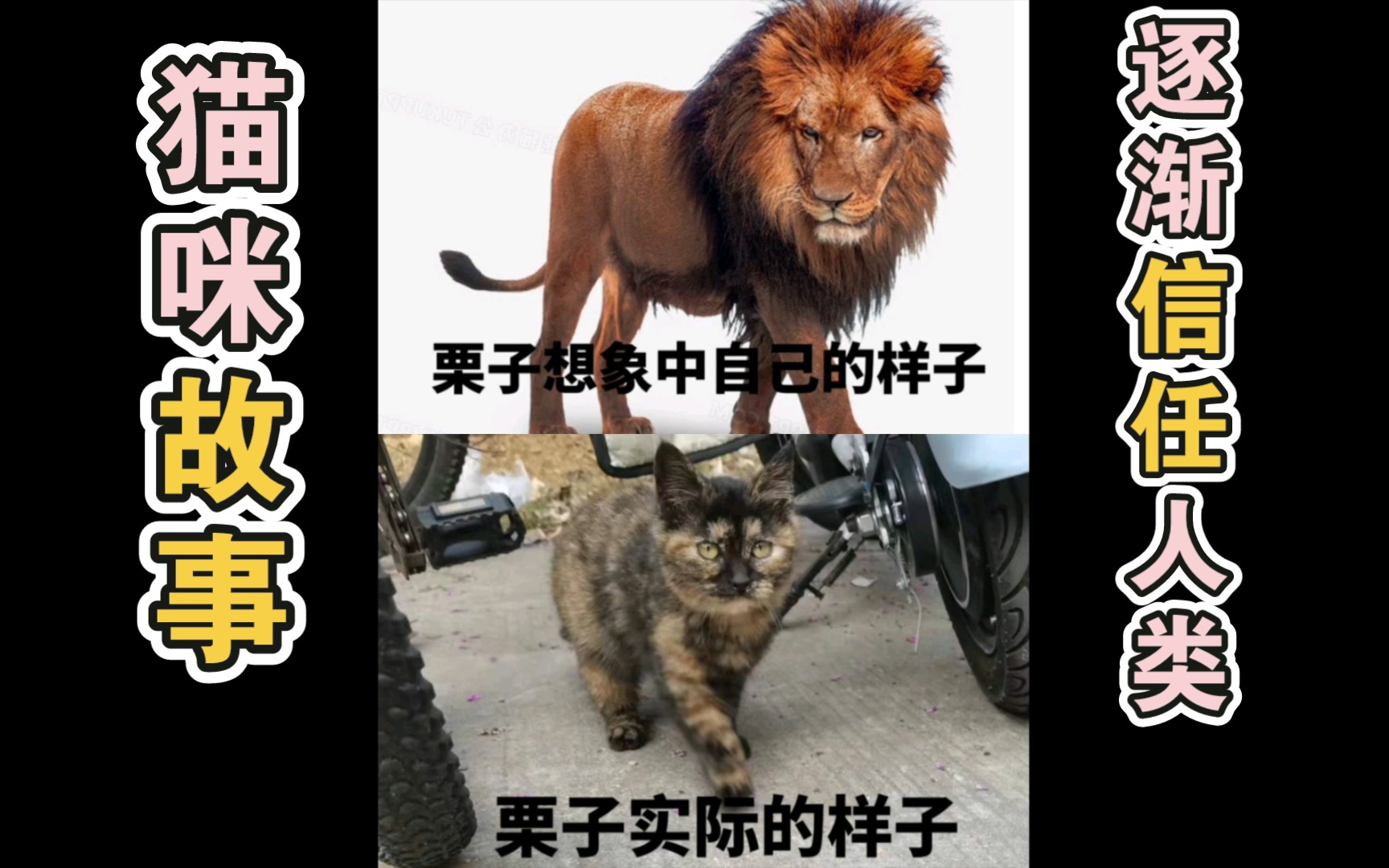 猫咪故事‖当小猫咪逐渐信任两脚兽哔哩哔哩bilibili