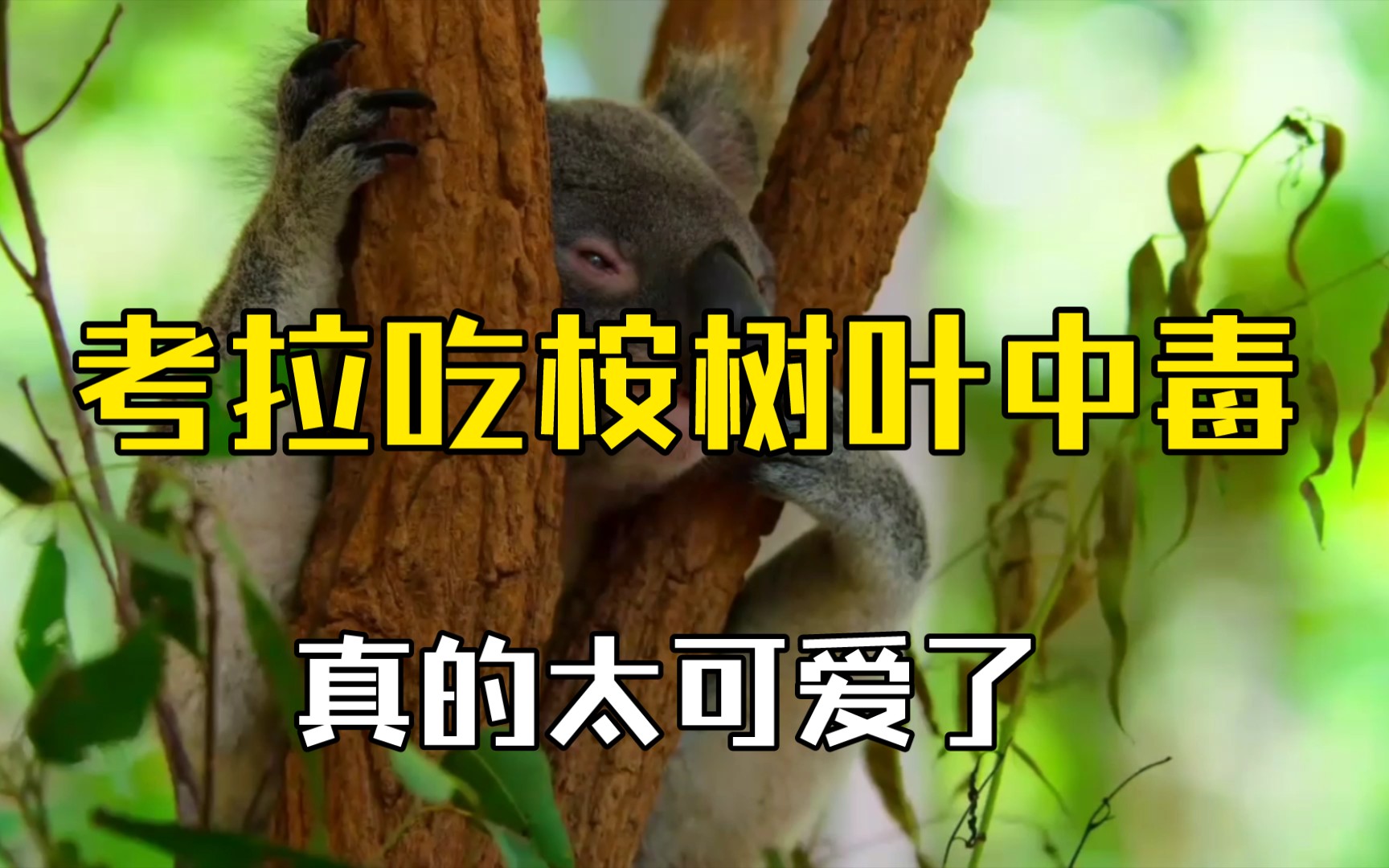 考拉吃桉树叶子中毒,真的好可爱#动物观察局#_哔哩哔哩_bilibili