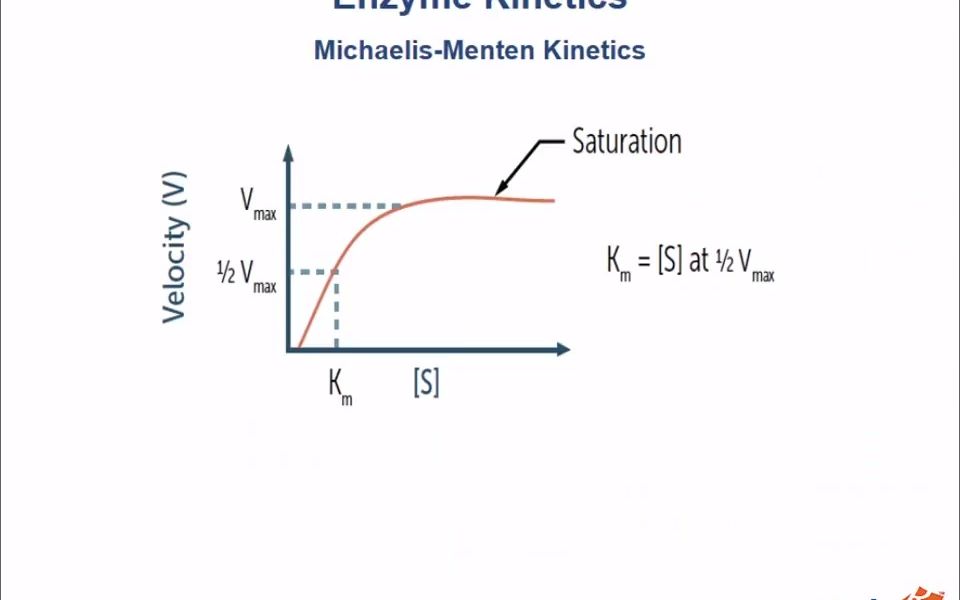 Enzyme Kinetics Basics 酶动力学基础哔哩哔哩bilibili