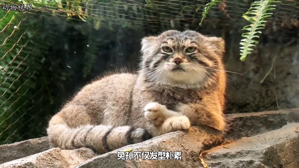 貓界鰲拜兔猻