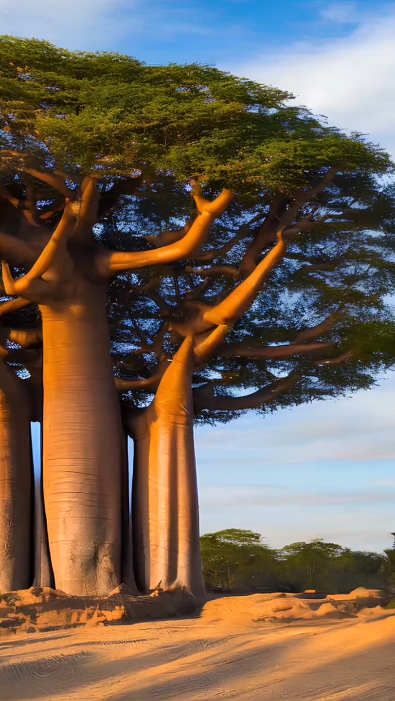 非洲 猴面包树