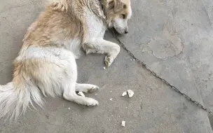 Скачать видео: 今天格林吃香喷喷的白面馒头