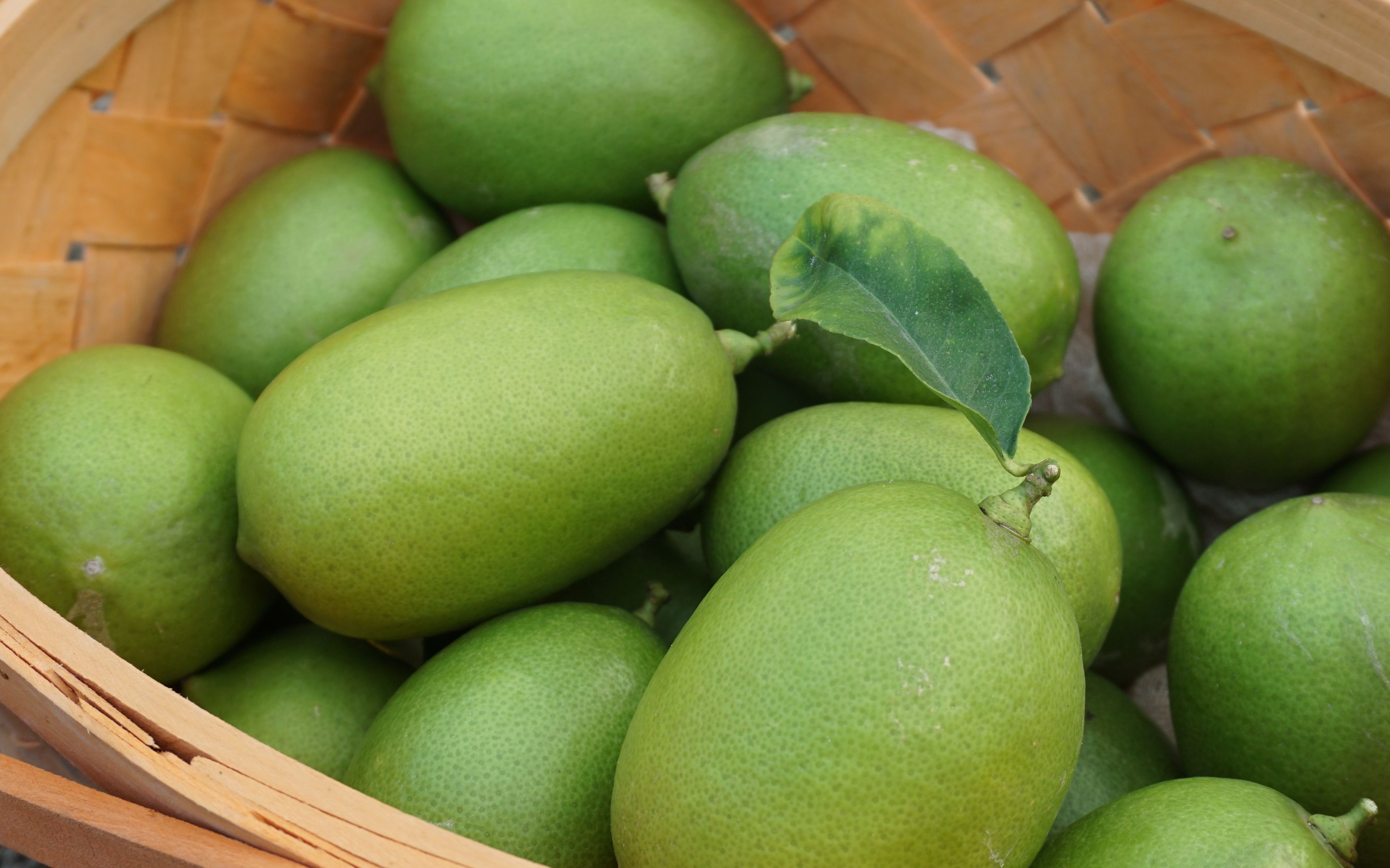 【林檎】no.23用香水柠檬的清香开启夏天(采摘vlog)