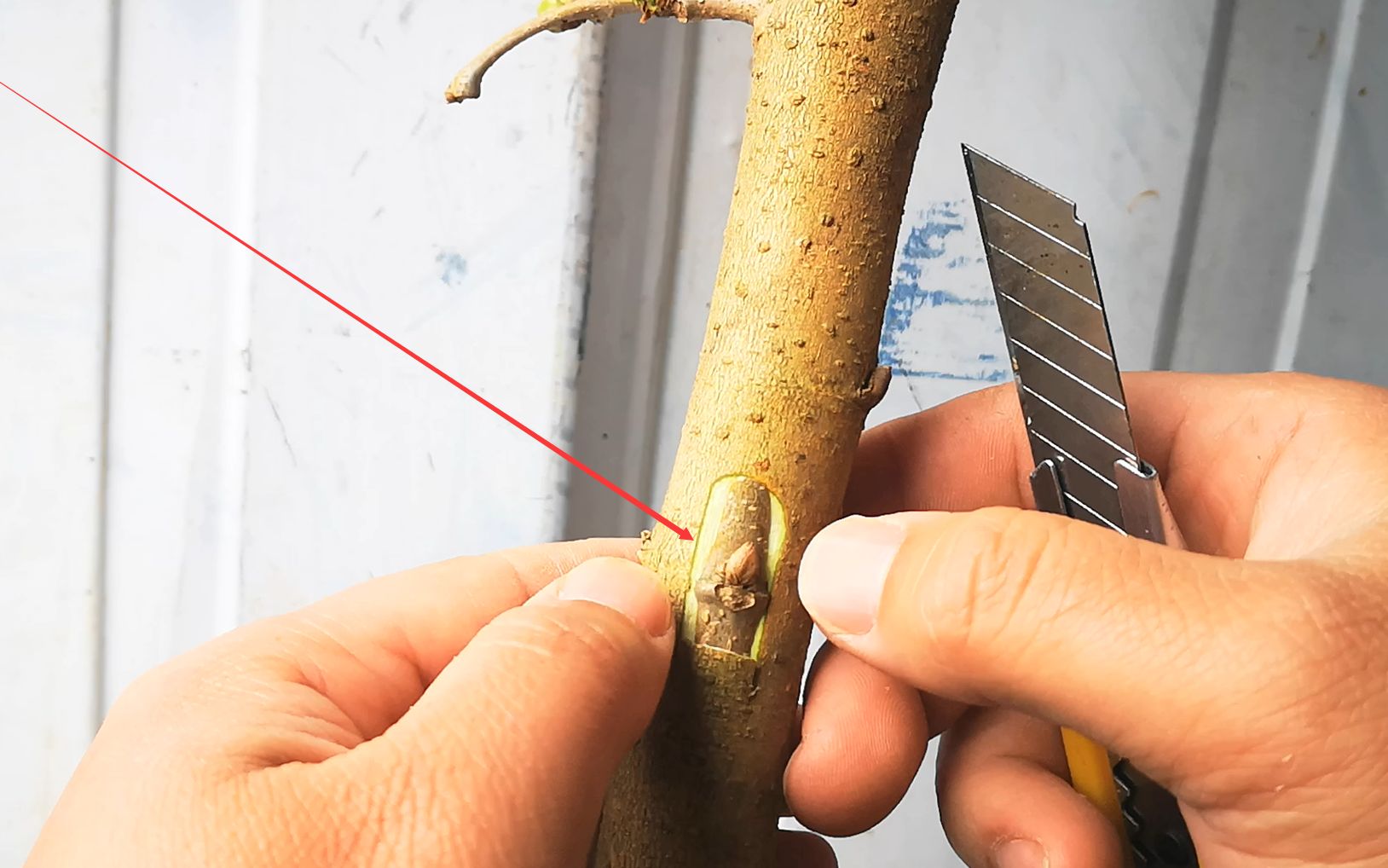 分享嵌芽接的操作技巧,掌握这些技巧,接口对接更完美,成活率更高