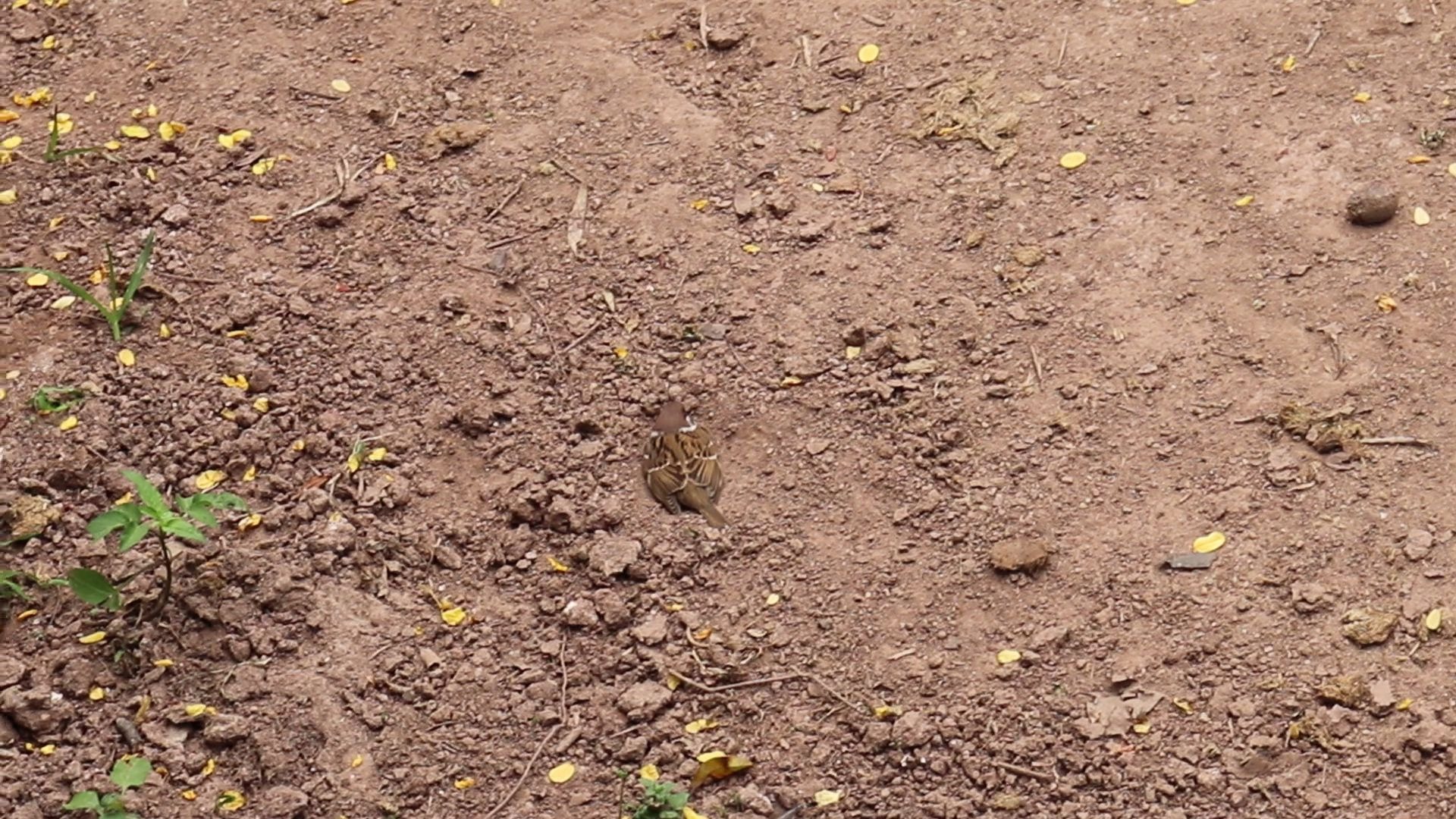 麻雀沙浴快来围观一下麻雀是怎样洗澡的