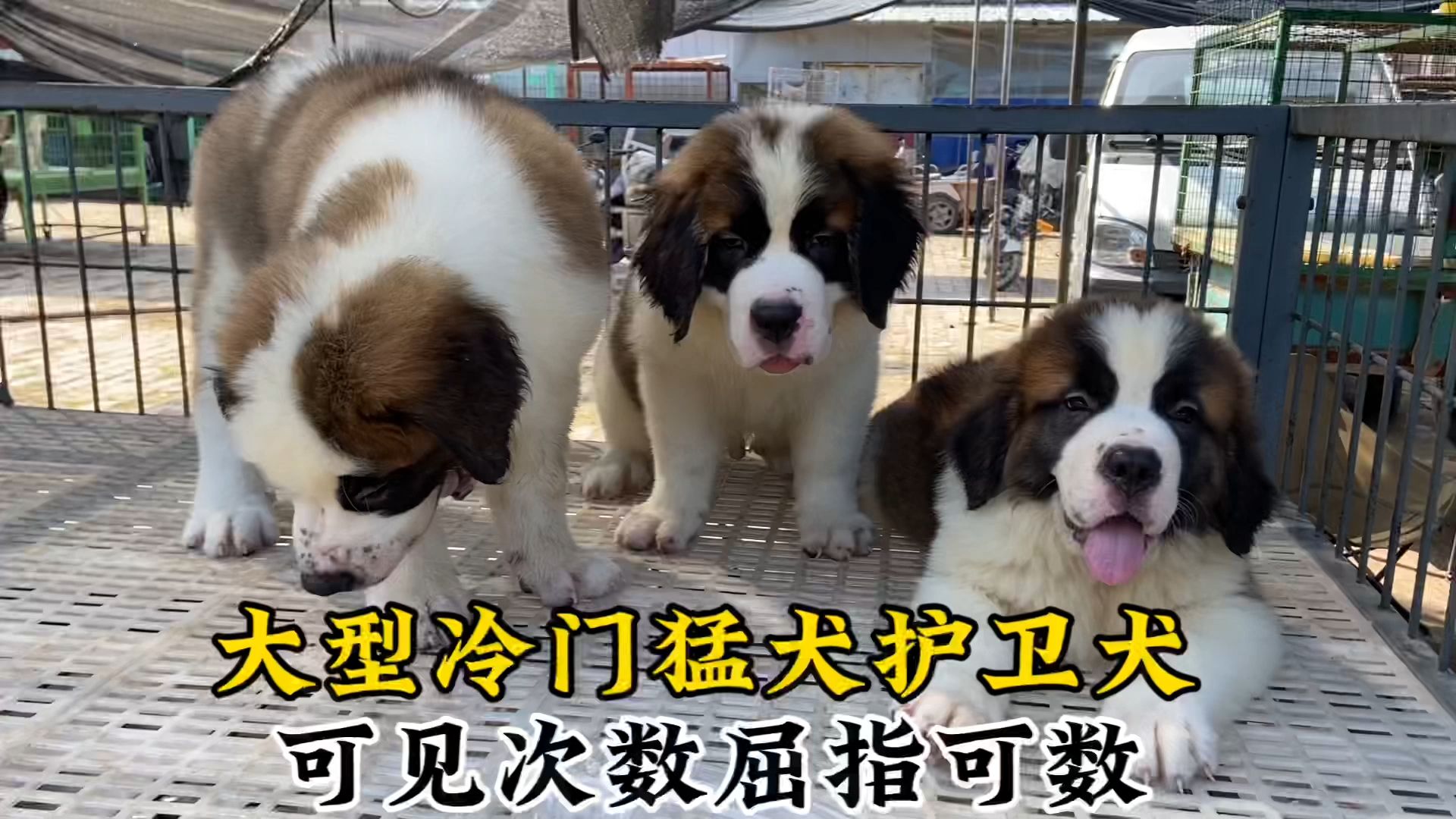 这种大型冷门护卫犬,可见次数屈指可数,我这种没实力的养不起!哔哩哔哩bilibili