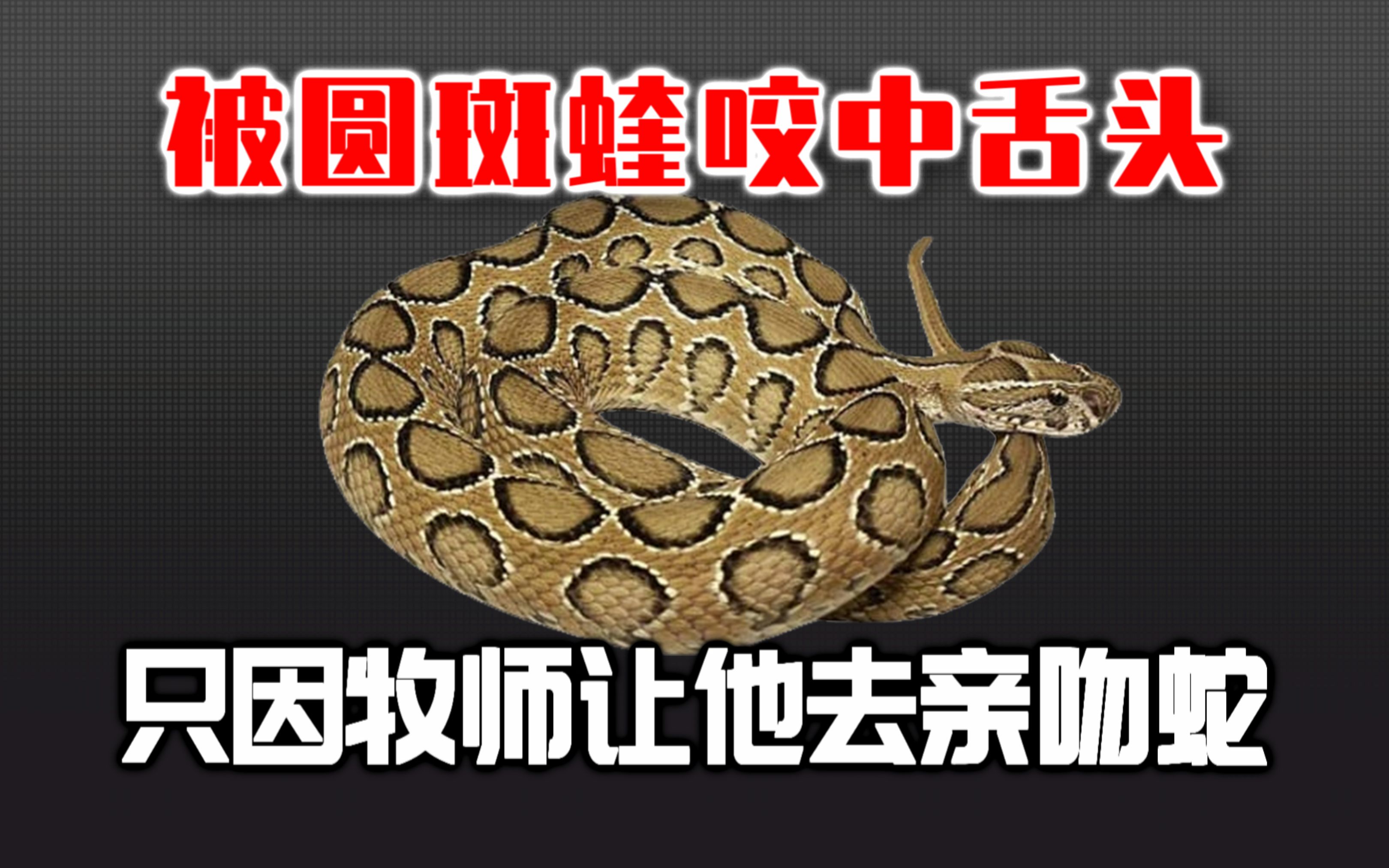 男子亲吻圆斑蝰导致舌头被咬伤!牧师还给他舌头来了一刀?