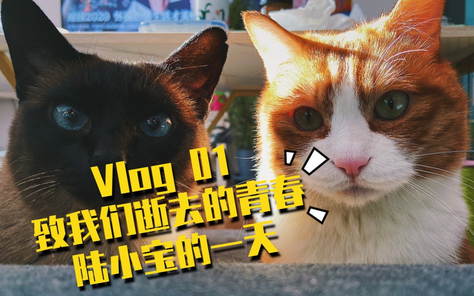 vlog 01 致我们逝去的青春-陆小宝的一天_哔哩哔哩_bilibili