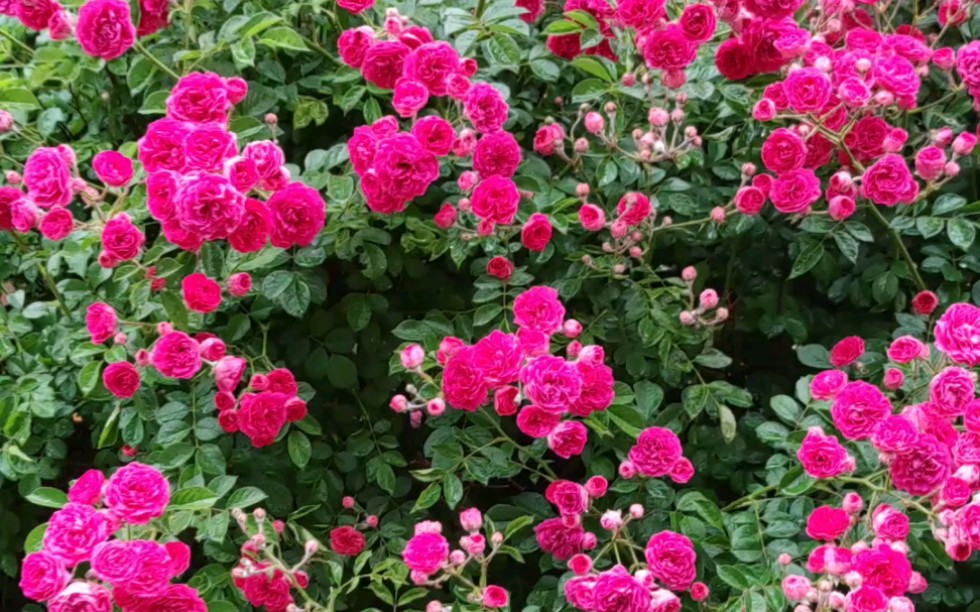 玫红色的小蔷薇