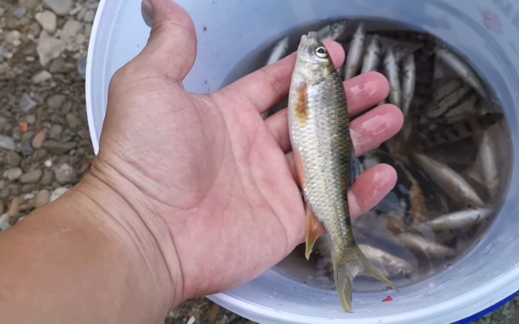 溪流野生小鱼"石豪鱼"够吃一餐了,又是愉快的一天_哔哩哔哩_bilibili