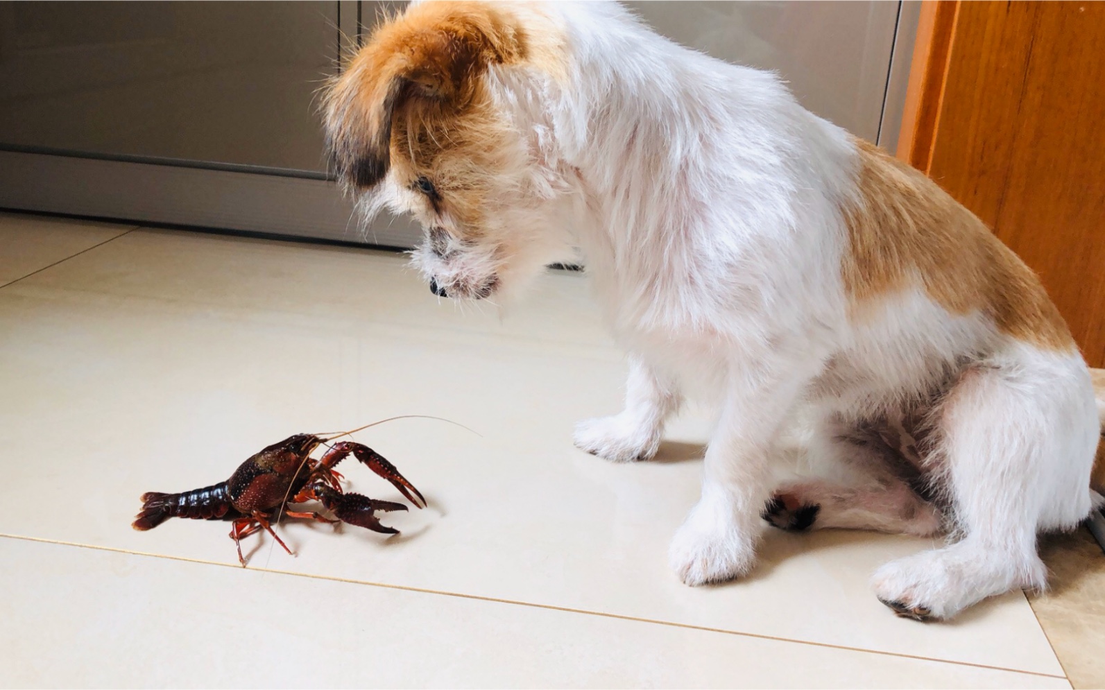 狗狗 大战 小龙虾