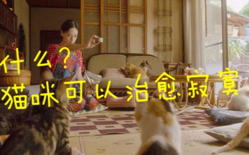 [图]What？猫咪可以治愈寂寞 x分钟看完日本治愈宠物电影《租赁猫》