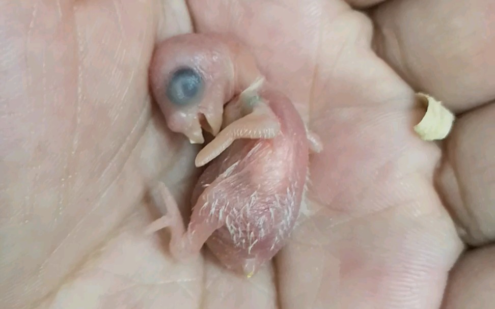 活动  【虎皮鹦鹉】胖胖的第七只宝宝出生了|11ω11`)