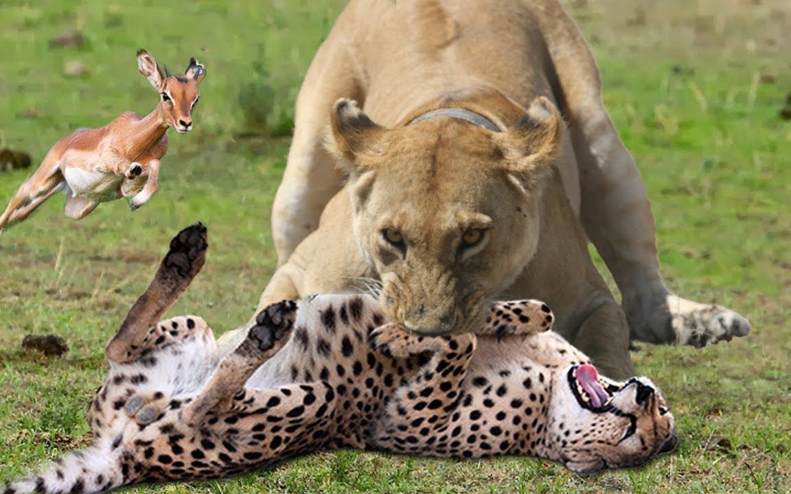 狮子从猎豹口中拯救黑斑羚,豹子伏击树上的黑斑羚,猎豹vs狮子