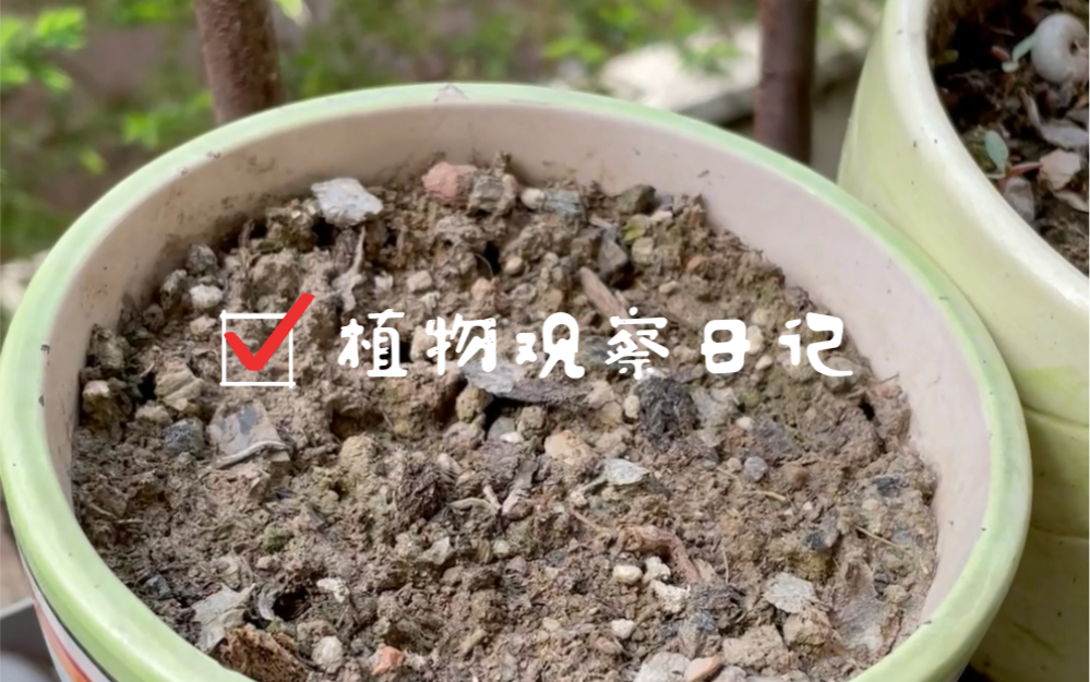 植物观察日记 30/4哔哩哔哩bilibili