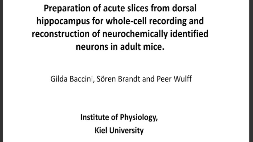 Adult Mouse Dorsal Hippocampal Slice Preparation Protocol