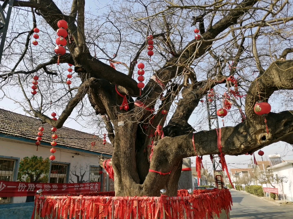 中国人特有的大槐树情结,许多传说都是从村头那棵大槐树开始的