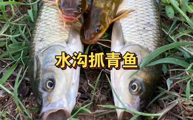 [图]户外水沟抓鱼日记