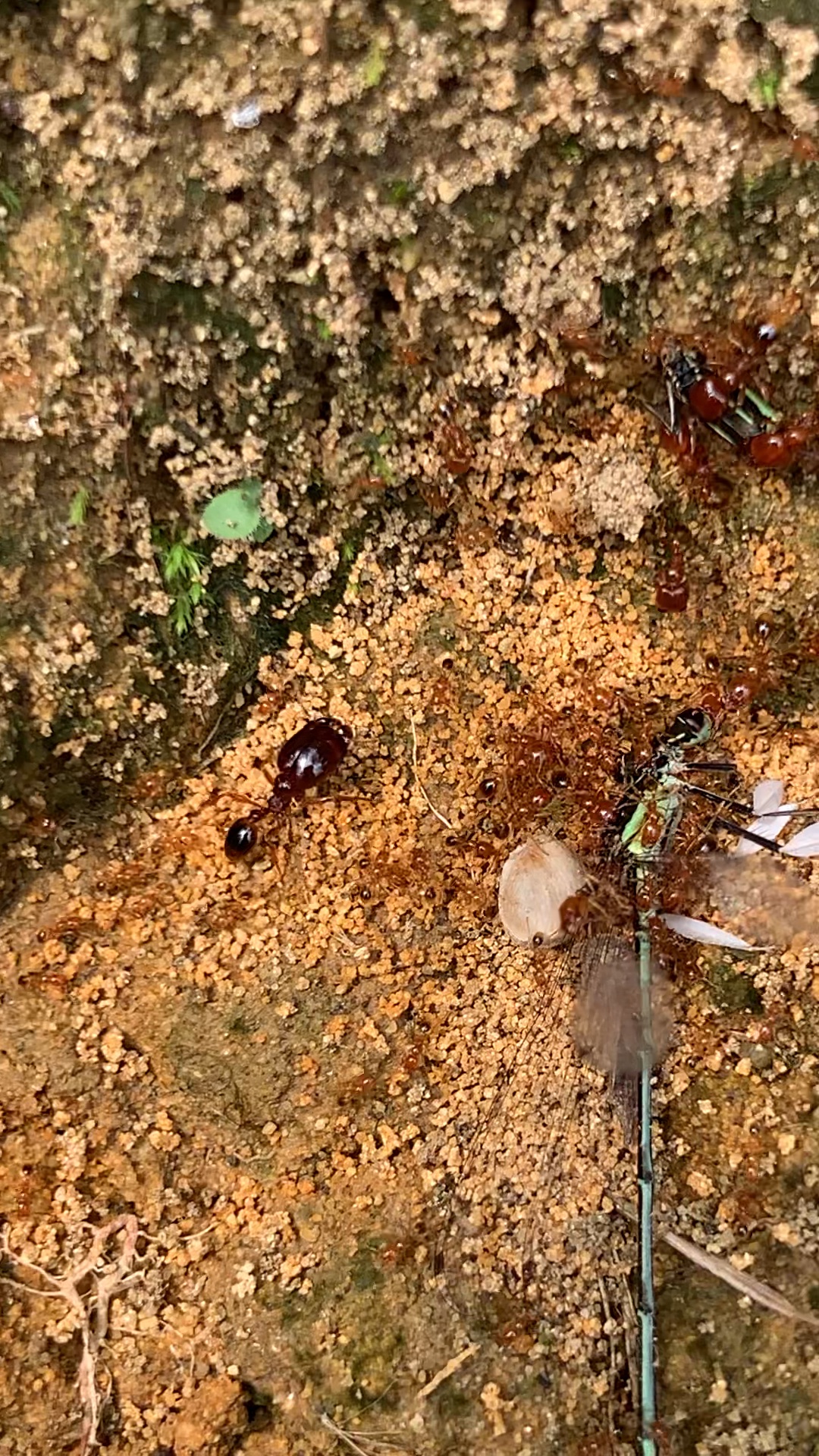 黑沟盲切叶蚁捡尸_哔哩哔哩_bilibili