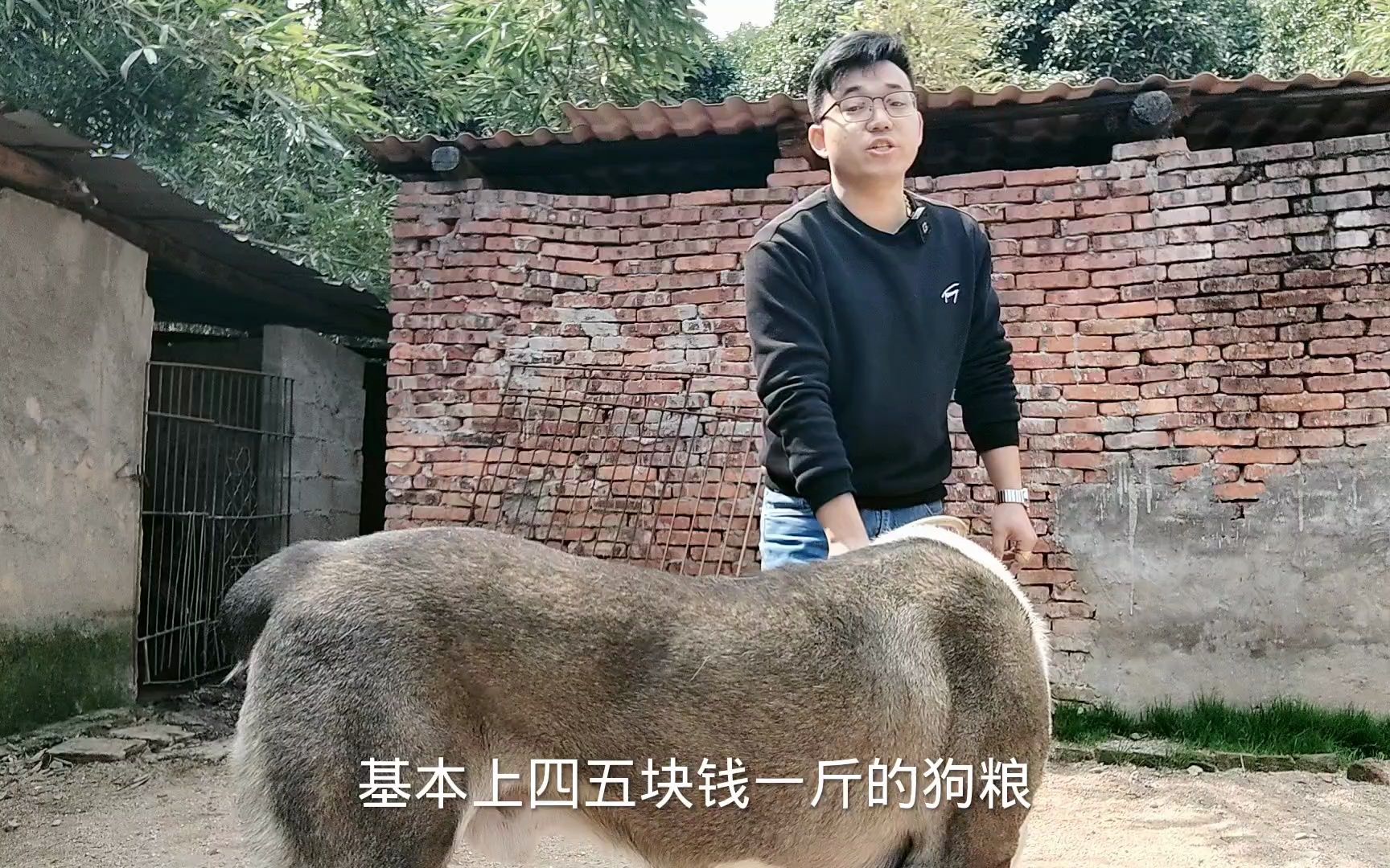 巨型斗犬图片