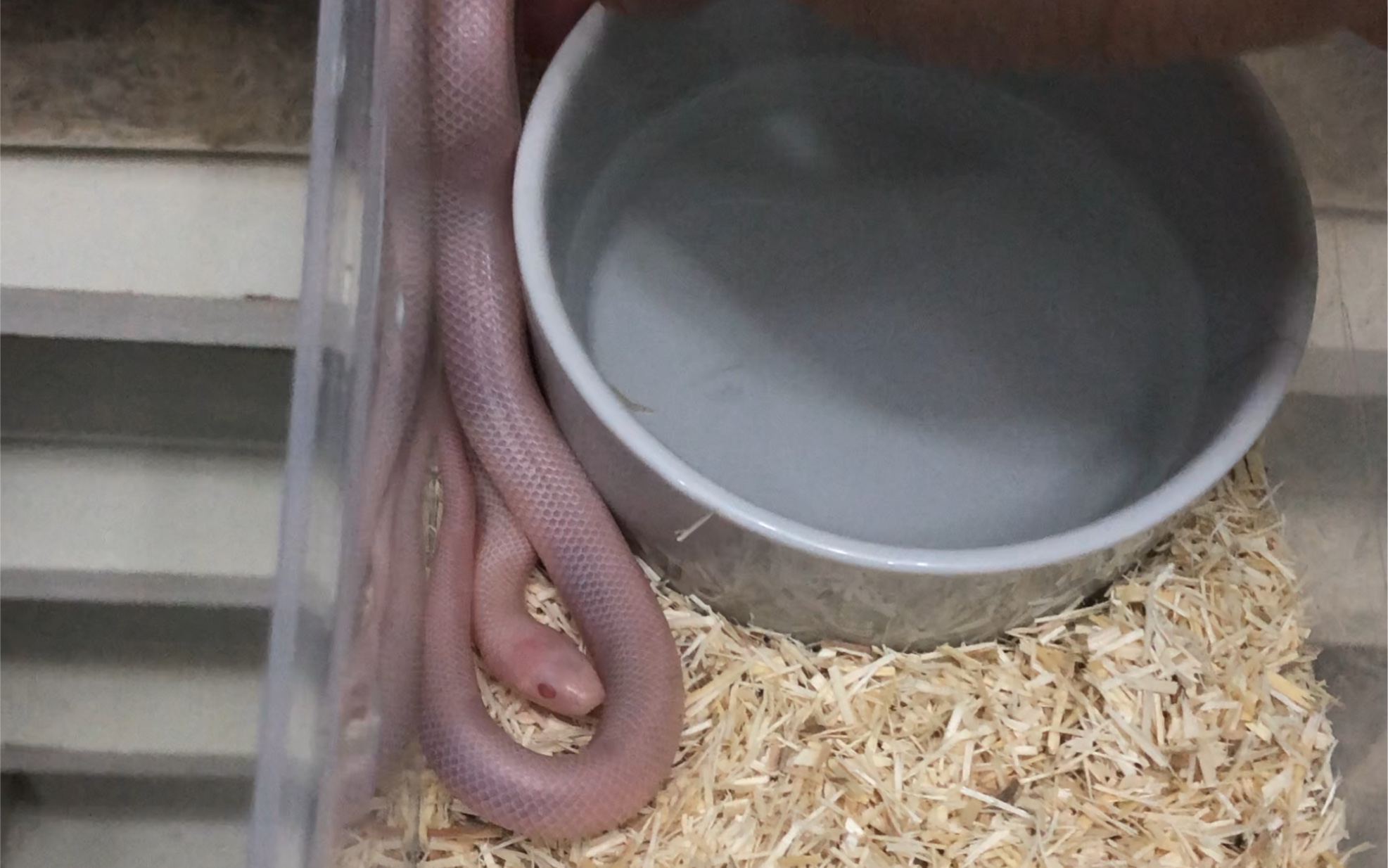 小伙伴们来看一看暴雪加州王蛇