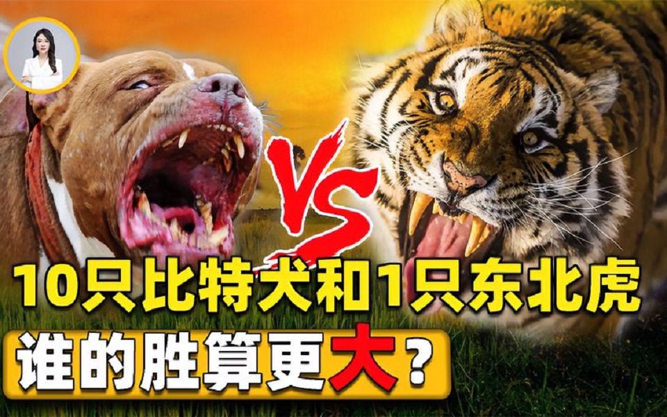 比特犬比老虎厉害,10只比特犬和1只东北虎pk,谁的胜算更大