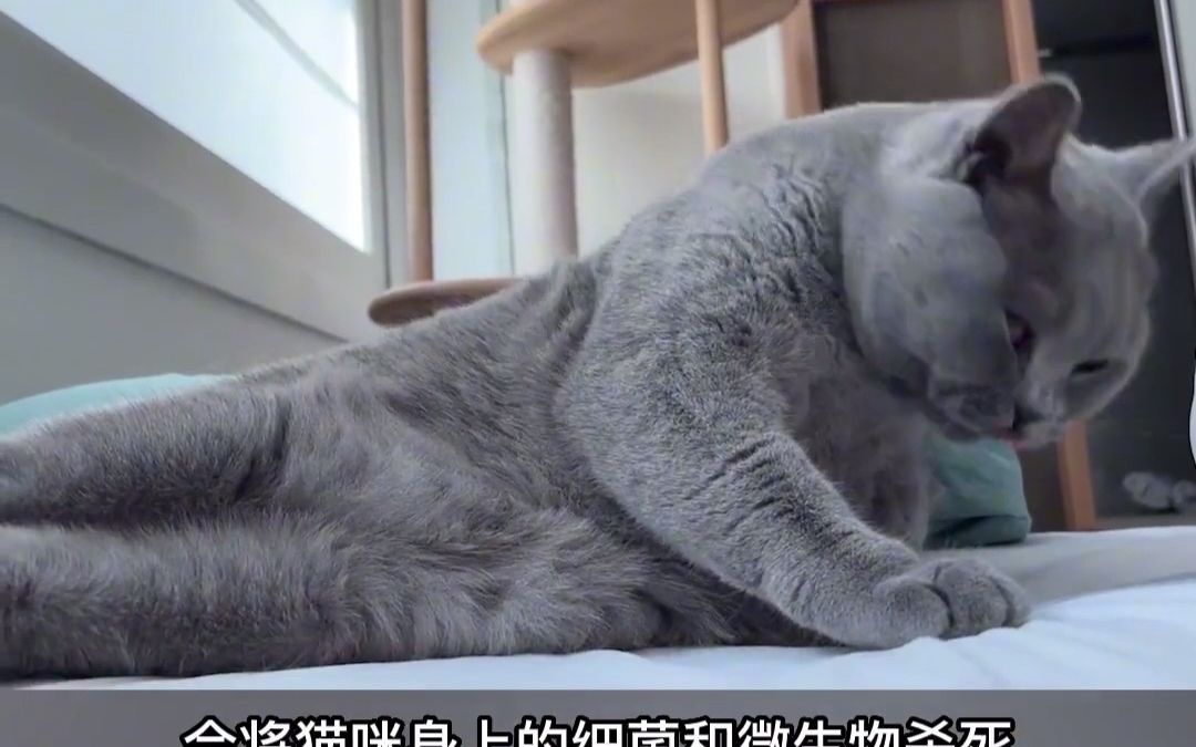 蓝猫多久洗一次澡哔哩哔哩bilibili