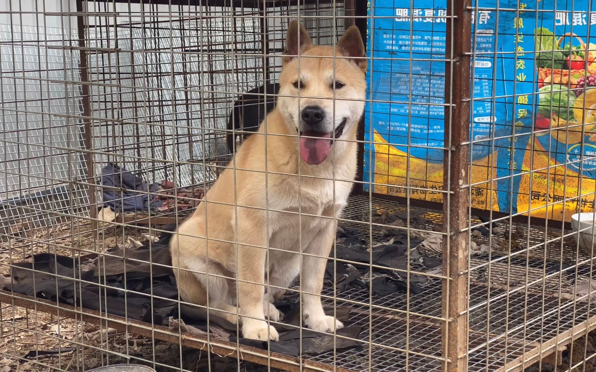亲手精心培养的广西土猎犬种公"小钢炮"越来越帅气了