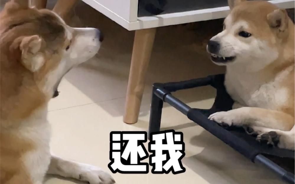 当我挑拨小八嘎的关系!它俩竟然真吵起来了!!-柴迷酥糖-柴迷酥糖-哔哩哔哩视频