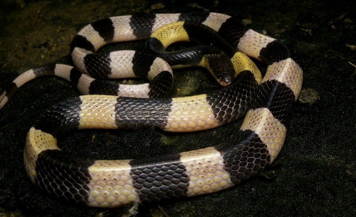 马来环蛇 兰卡威 malayan kraits langkawi malaysia snakes 4k