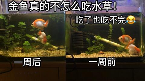 金鱼吃不吃水草 吃的 但是仍然可以种 哔哩哔哩 金鱼吃不吃水草 吃的 但是仍然可以种 哔哩哔哩