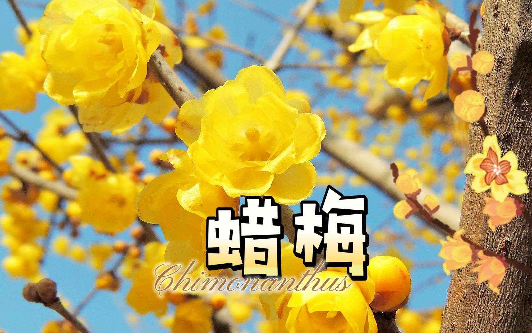 [图]冬季会开的花花（三）：蜡梅