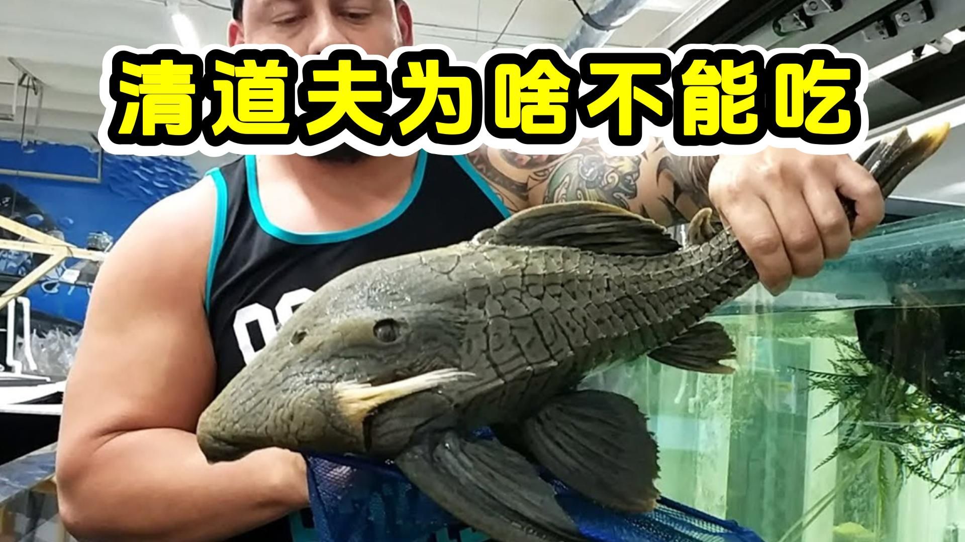 清道夫鱼为什么不能吃?