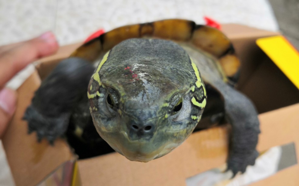 你见过那么憨憨的小乌龟吗