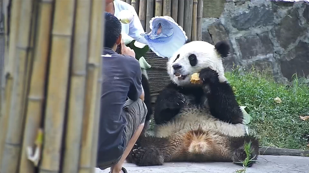 杨奶爸给蔓越莓兄妹带荷叶帽子